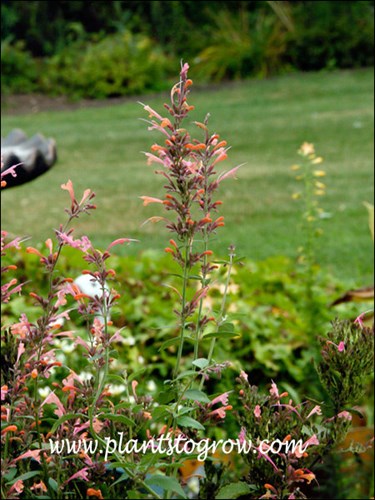 We grew this as a potted plant and it continued to bloom throughout the entire summer.